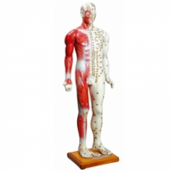 Acupuntura - 85 cm Masculino