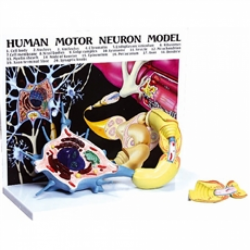 Células - Diorama de um Neurônio Motor (com prancha explicativa)