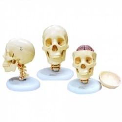 Esqueletos - Crânio com Coluna Cervical e Cérebro