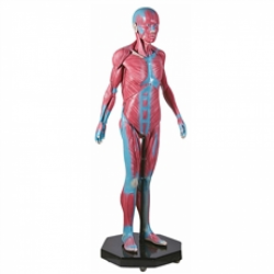 Muscular - Modelo Muscular Assexuado 170 cm com 34 Partes