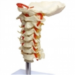 Esqueletos - Coluna Vertebral Cervical