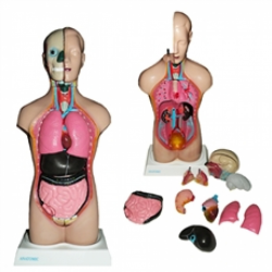 Torsos - Torso Bissexual 42cm com 14 Partes