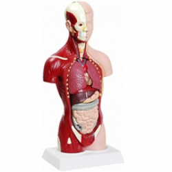 Torsos - Torso 28cm Assexuado com 14 Partes
