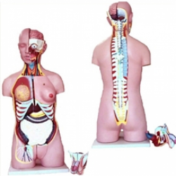 Torsos - Torso Bissexual 85cm com 26 Partes com Coluna Exposta