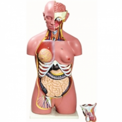 Torsos - Torso Bissexual 85cm com 24 Partes