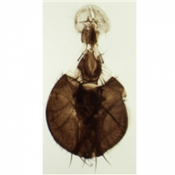 Lâminas Preparadas - Ensino Fundamental 25pçs/cx