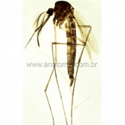 Lâminas Preparadas - Zoologia 35pçs/cx