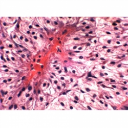 Lâminas Preparadas - Ensino Superior 100pçs/cx