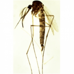 Lâminas Preparadas - Zoologia 100pçs/cx