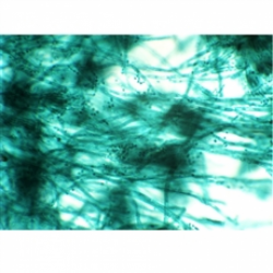 Lâminas Preparadas - Bactéria 30pçs/cx